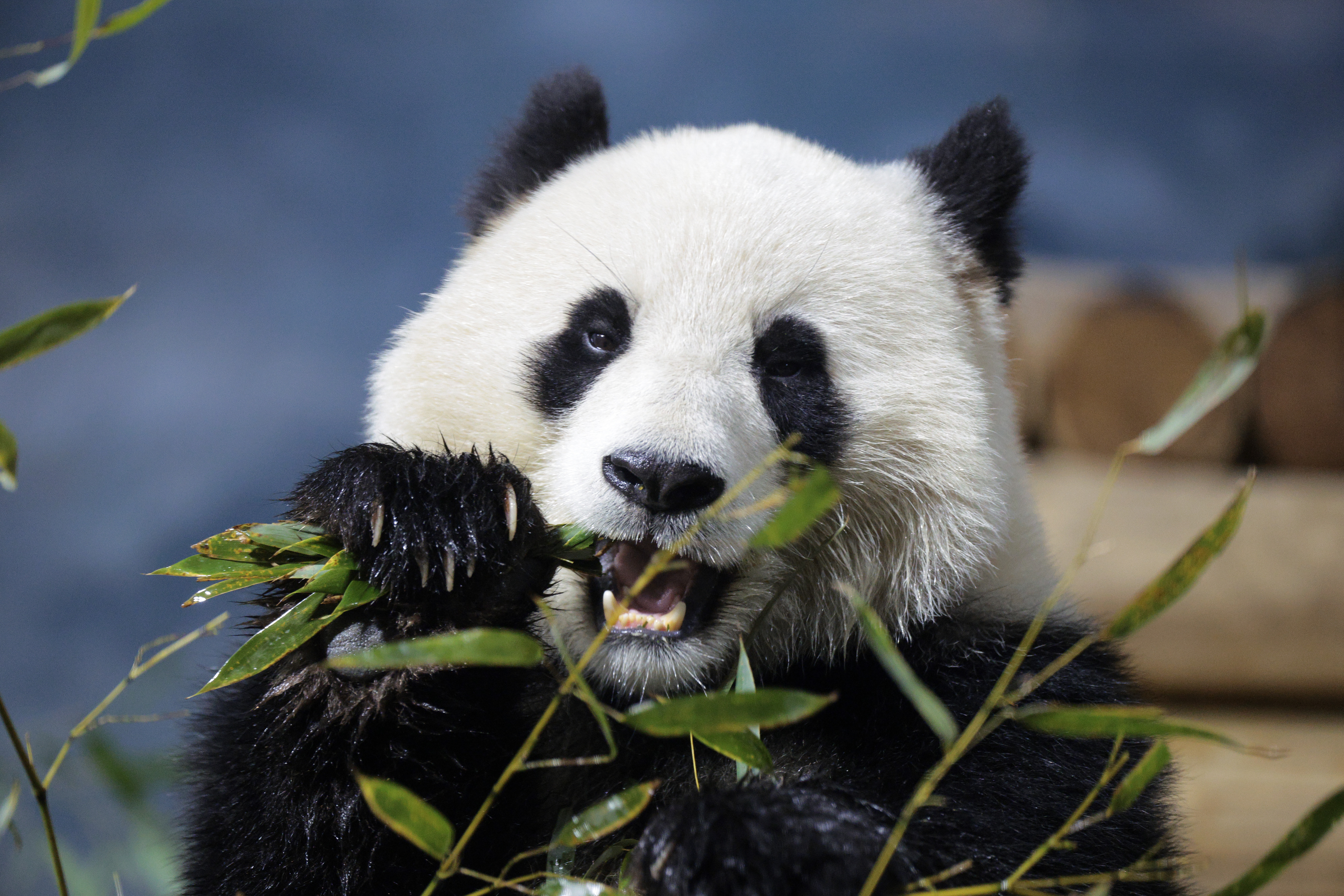 Panda Bao Li eats bamboo at the Smithsonian National Zoo in Washington, D.C., on Jan. 28. The zoo, as well as other Smithsonian facilities, will be closed beginning on Oct. 12 as the government shutdown continues.